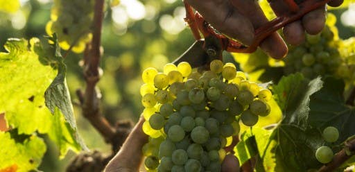 Racimos vinos dulces