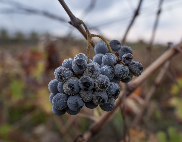 Uva Syrah vinos