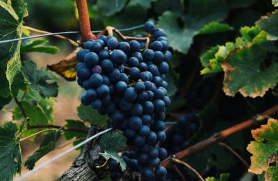 uva vino tinto Montstant