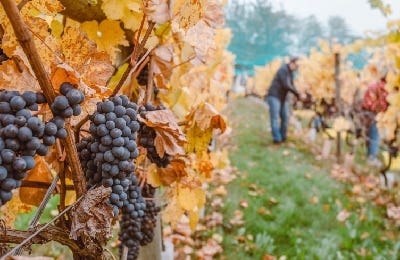 Black grapes for wine barrels