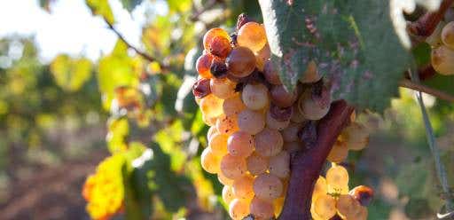 Uvas vino blanco Rioja