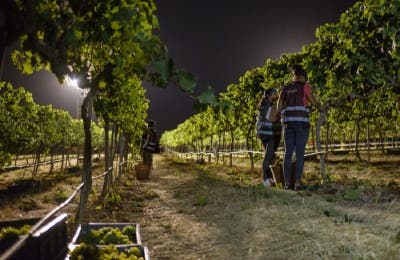 Vendimia vinos Rueda