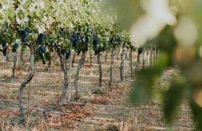 Viñedo Ribera del Duero