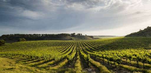 Viñedos vino blanco Catalunya