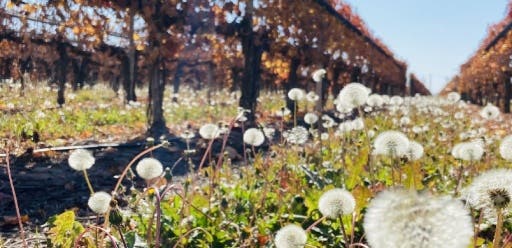 Viñedos vinos argentinos