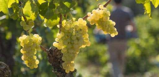 Uvas vinos Catalunya