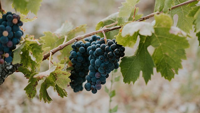 Uvas vinos rosados