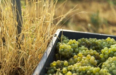 Uvas vinos Blancos Rueda