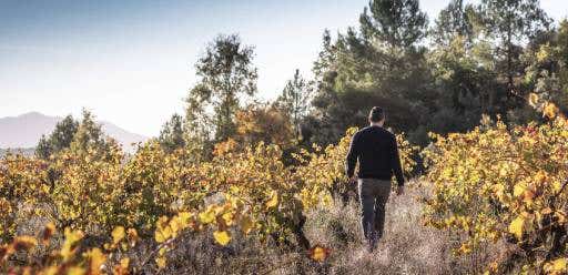 Cultivos vinos Ederra