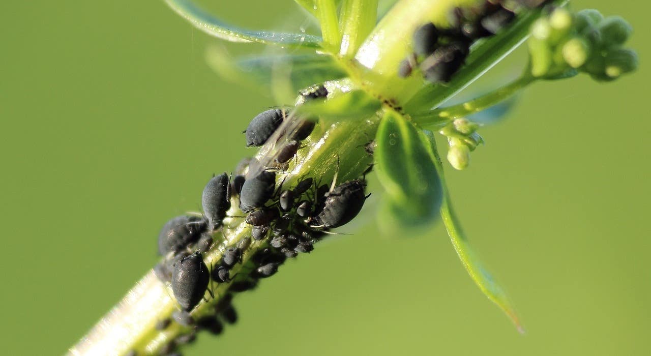 Grape phylloxera and the history of Rioja wine