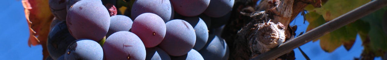 Vinos Garnacha