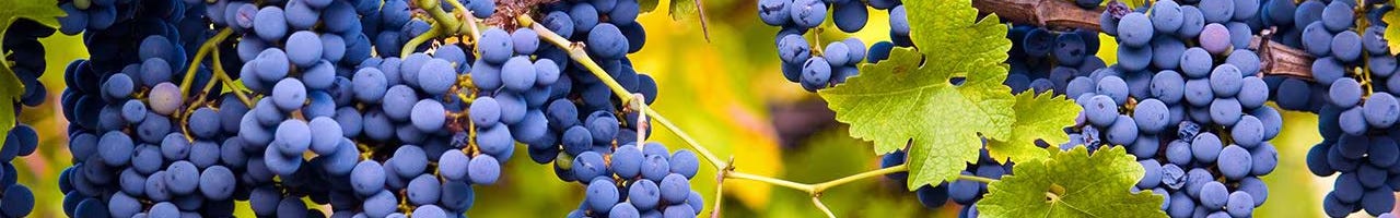 Vinos Pinot Noir