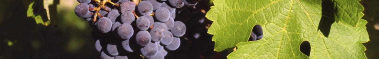 Vinos Cabernet Sauvignon