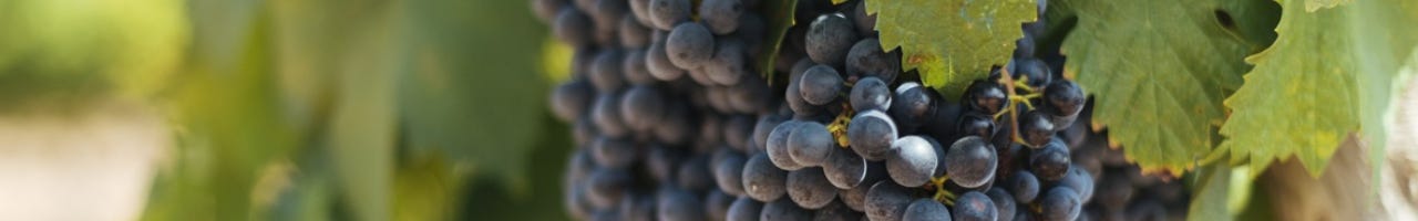 Vinos Cariñena