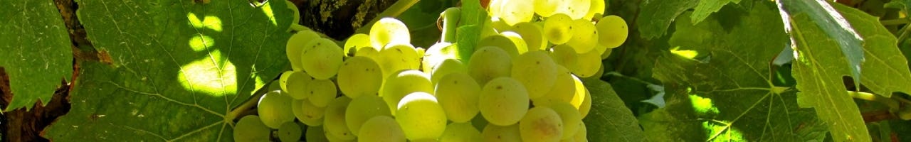 Vinos Chardonnay