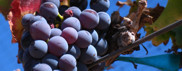 Vinos Garnacha