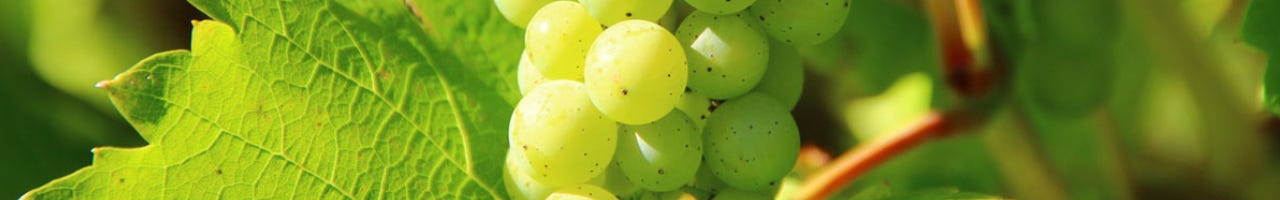 Vinos Macabeo