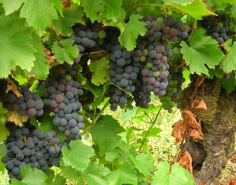 Vinos Mencía