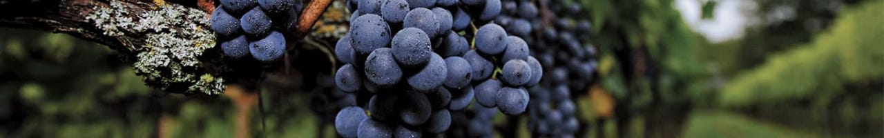Vinos Merlot