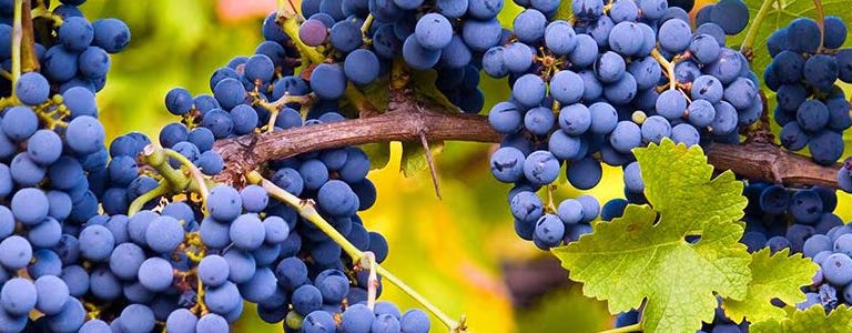 Vinos Pinot Noir