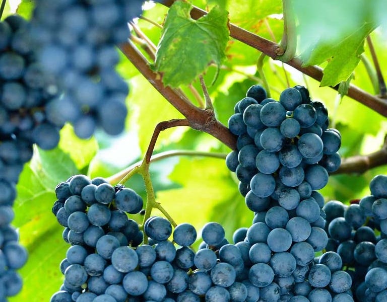 Vinos Syrah