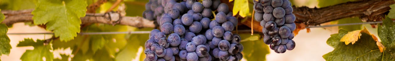 Vinos Tempranillo