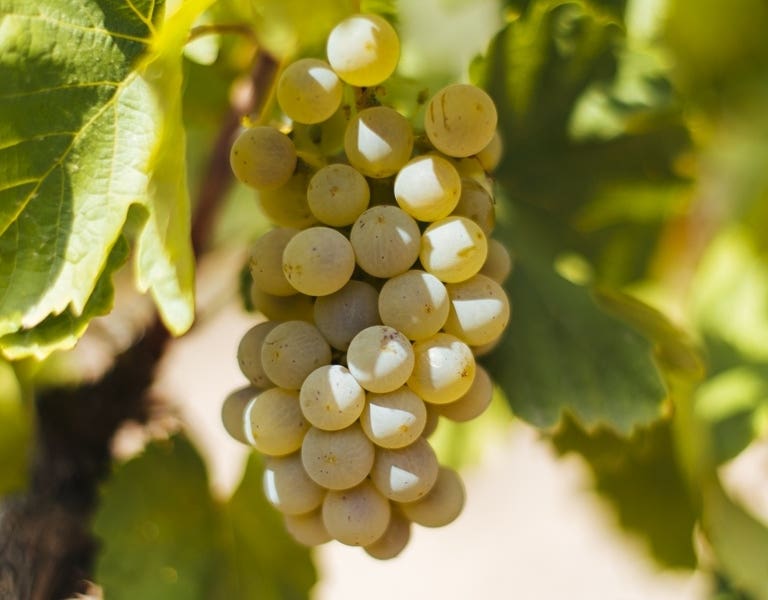 Vinos Verdejo
