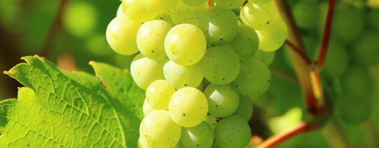 Vinos Macabeo