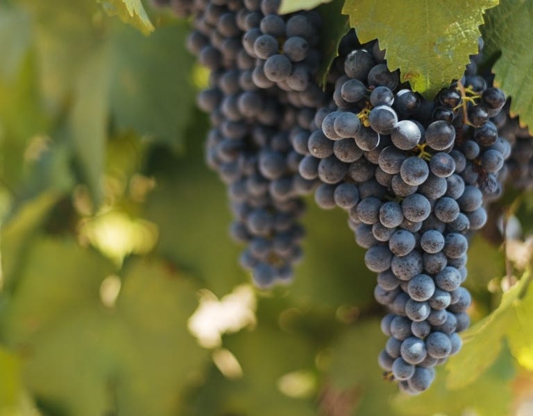 Vinos Cariñena