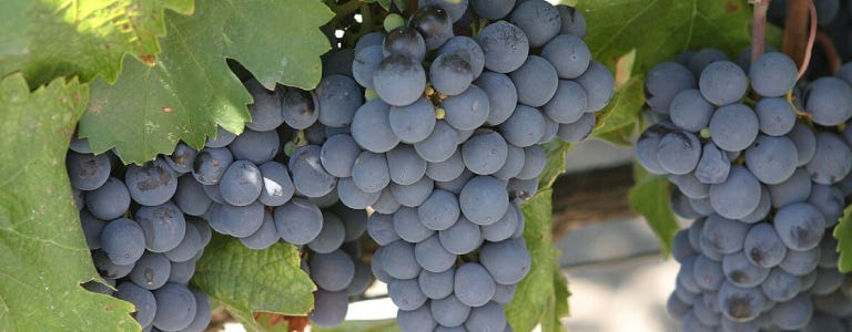 Vinos Malbec
