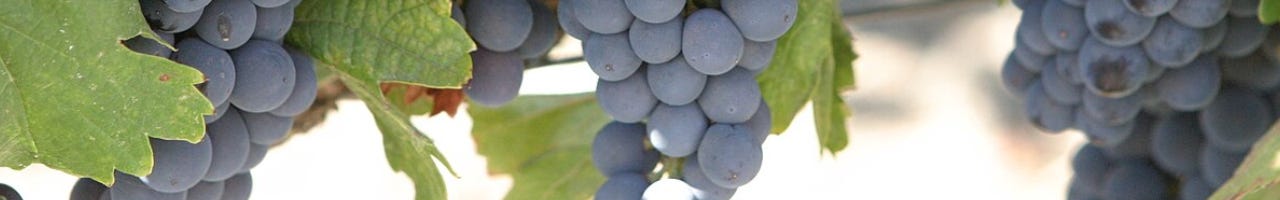 Vinos Malbec