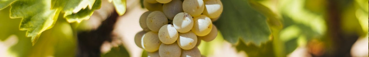 Vinos Verdejo