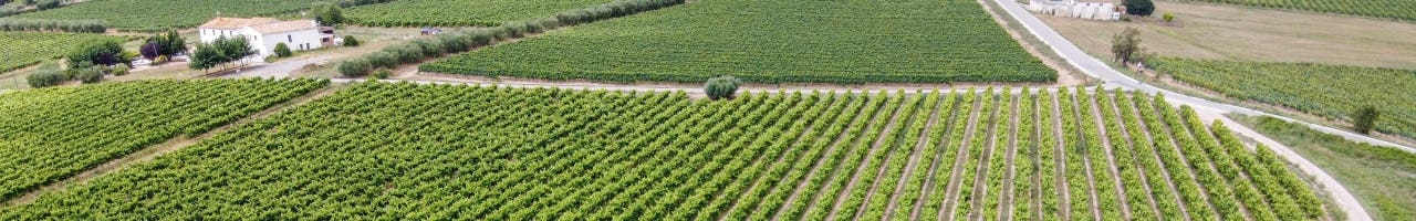 Vinos Penedès