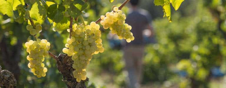 Vinos blancos Catalunya