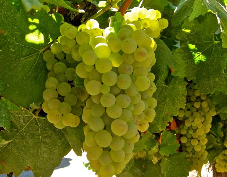Vinos Chardonnay