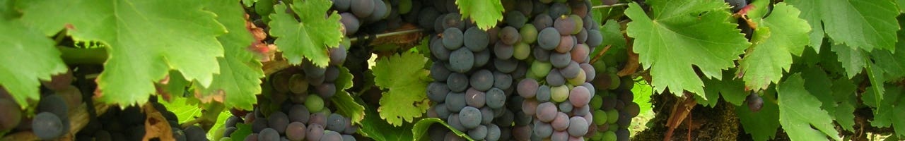 Vinos Mencía