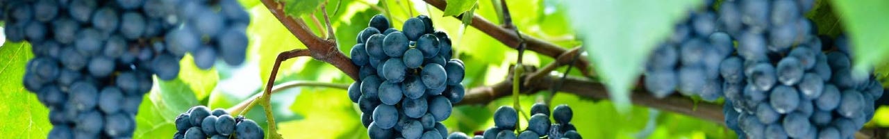 Vinos Syrah