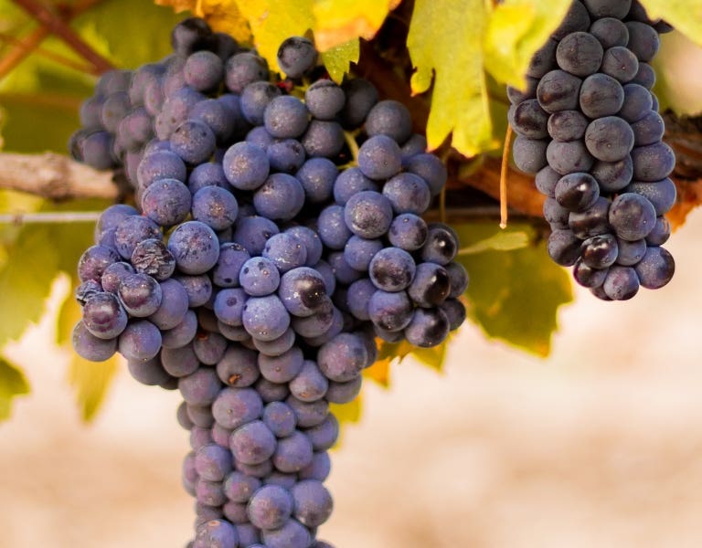 Vinos Tempranillo