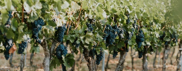 Vinos tintos Ribera del Duero