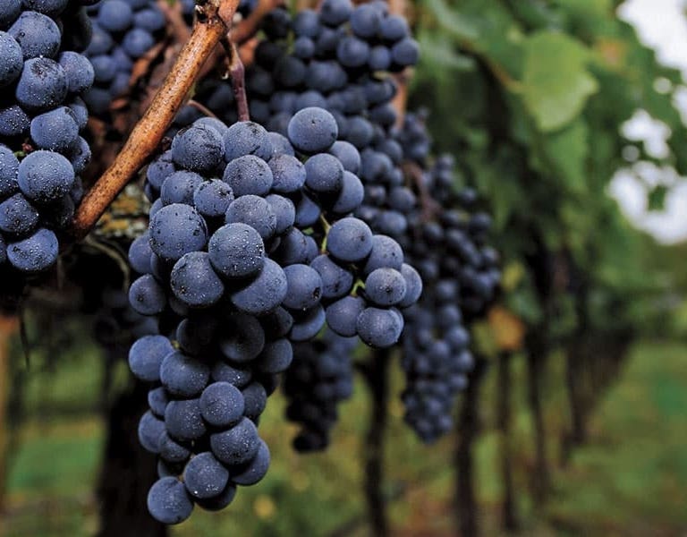 Vinos Merlot
