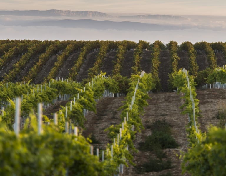 Vinos tintos Catalunya