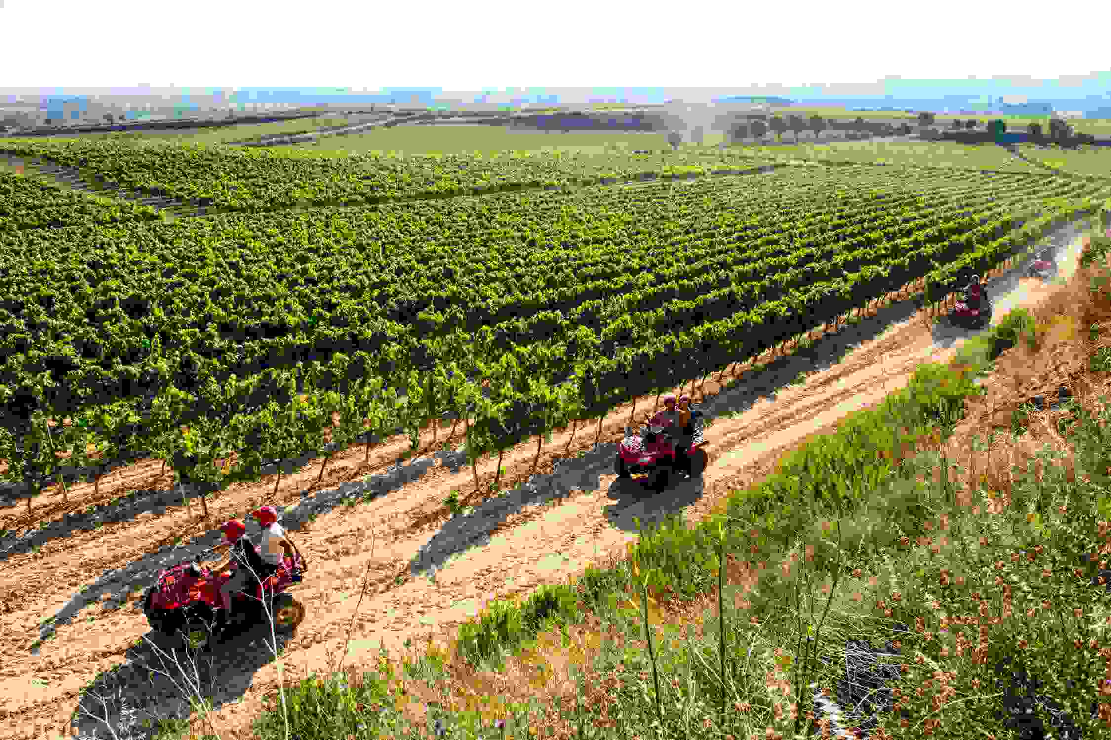 Descubriendo el viñedo en quad