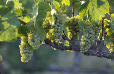 Cómo hacer cava sin alcohol