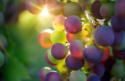 Cómo hacer vino sin alcohol