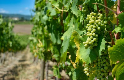 Elaboración cava ecológico