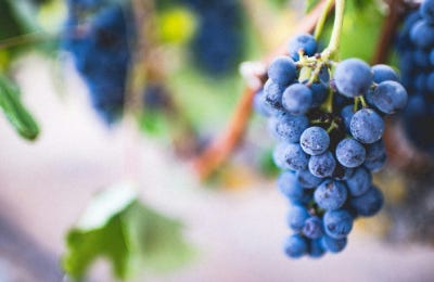 Qué es decantar el vino