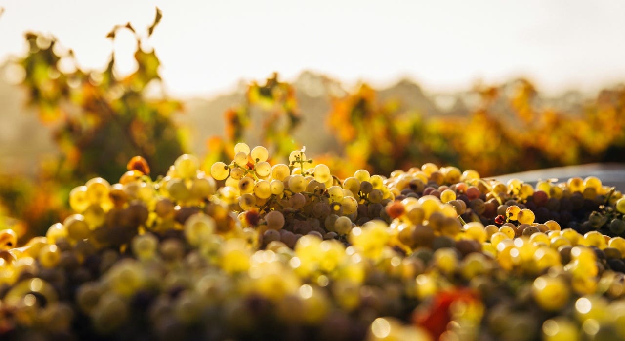 Qué es la levadura del vino