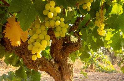 Uva Chardonnay Codorníu