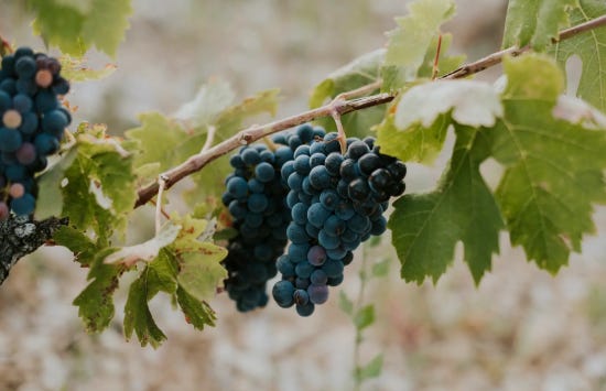 Uva Malbec Vino Septima