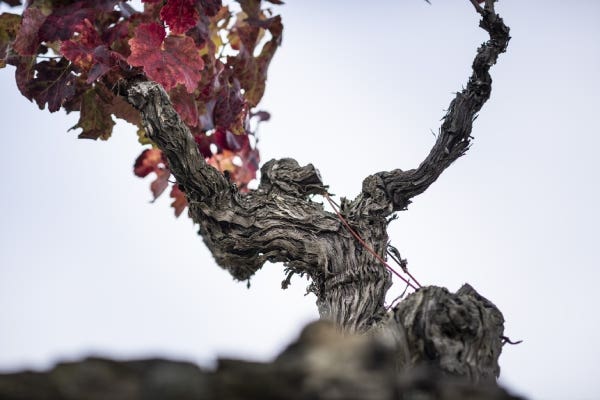 Viña uva Merlot